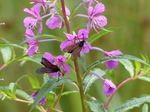 FZ030467 Six-spot Burnets (Zygaena filipendulae) on purple flowers.jpg